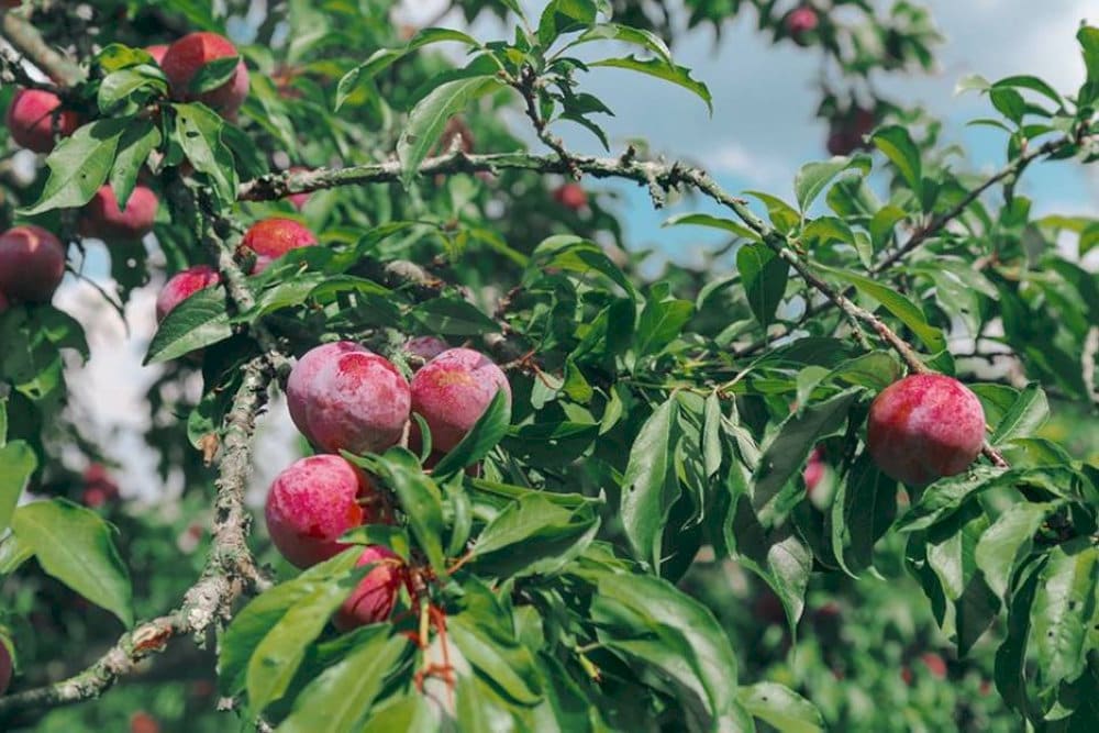 Sapa plum with purple skin, juicy and sweet, fresh taste